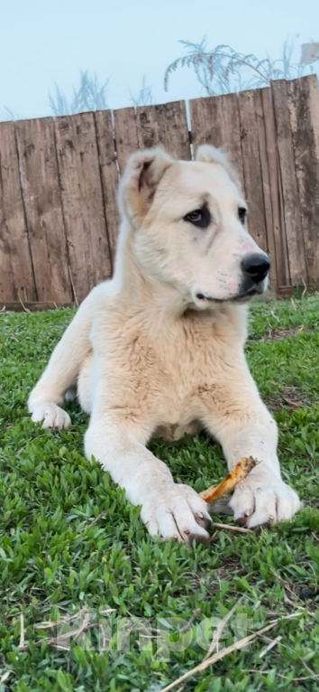 Собаки в Самаре: Щенок кобель САО на продажу Мальчик, 50 000 руб. - фото 4