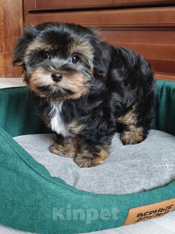 Собаки в Санкт-Петербурге: Орхидея Петербургская Разнополые, 40 000 руб. - фото 6