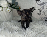 Кошки в Москве: Котенок Девон Рекс в окрасе черная черепаха Девочка, 75 000 руб. - фото 7