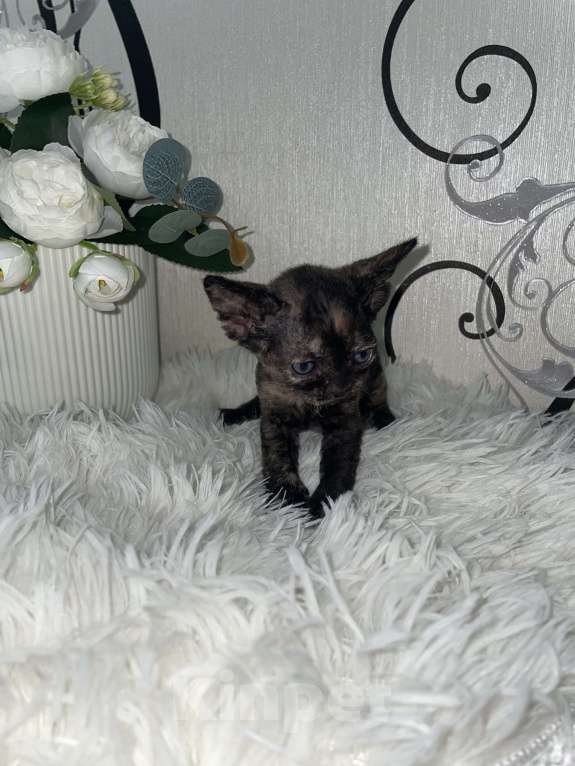 Кошки в Москве: Котенок Девон Рекс в окрасе черная черепаха Девочка, 75 000 руб. - фото 7