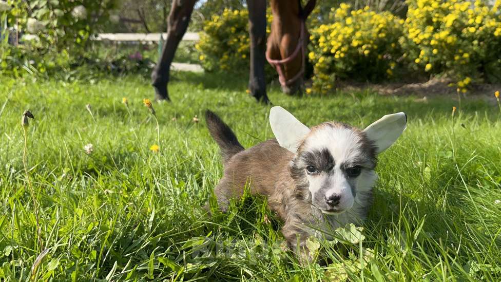 Собаки в Красногорске: КСОЛО КЛАБ УЛЬТРА БРАВО Мальчик, 25 000 руб. - фото 2