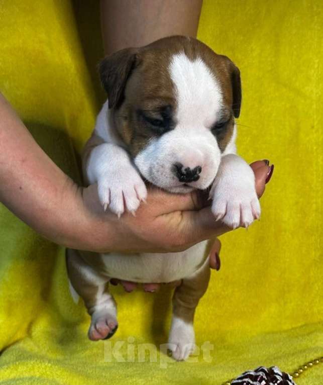 Собаки в Владивостоке: Амстафф девочка Девочка, 60 000 руб. - фото 2