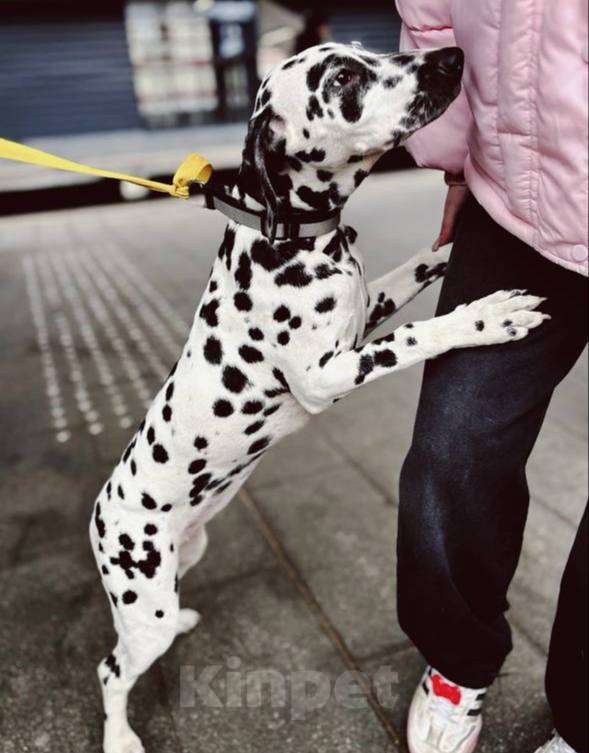 Собаки в Москве: даром Девочка, Бесплатно - фото 1