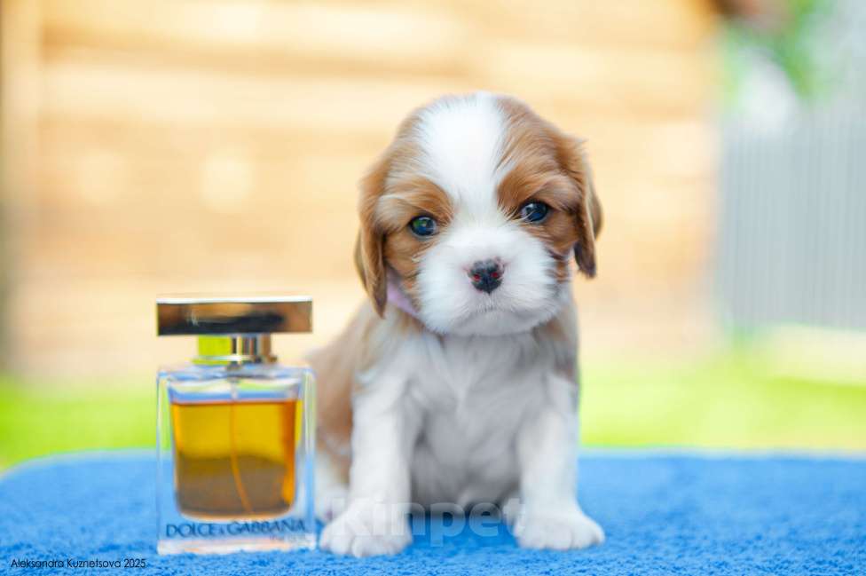 Собаки в Челябинске: Девочка от шикарных титулованных родителей Девочка, Бесплатно - фото 4