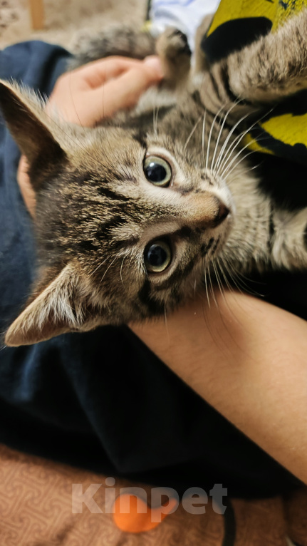 Кошки в Мытищах: Котики в добрые руки Девочка, Бесплатно - фото 6