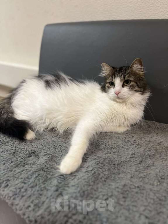 Кошки в Москве: Ласковая кошечка в добрые руки Девочка, Бесплатно - фото 4