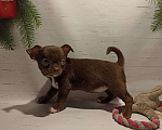 Собаки в Москве: Шоколадная красотка- девочка Девочка, 30 000 руб. - фото 4