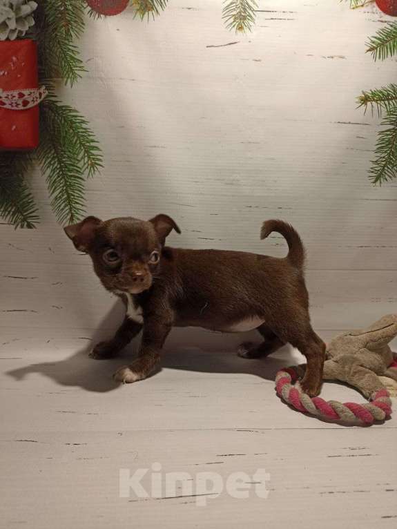 Собаки в Москве: Шоколадная красотка- девочка Девочка, 30 000 руб. - фото 4