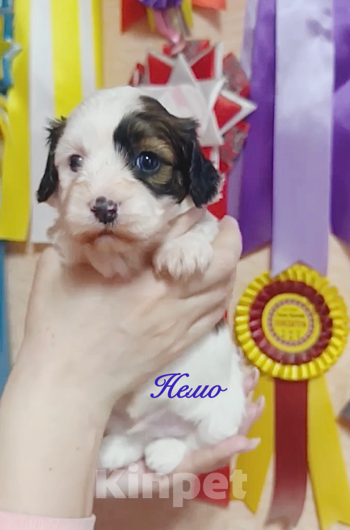 Собаки в Москве: Мальчик Хаванезик Мальчик, 120 000 руб. - фото 2