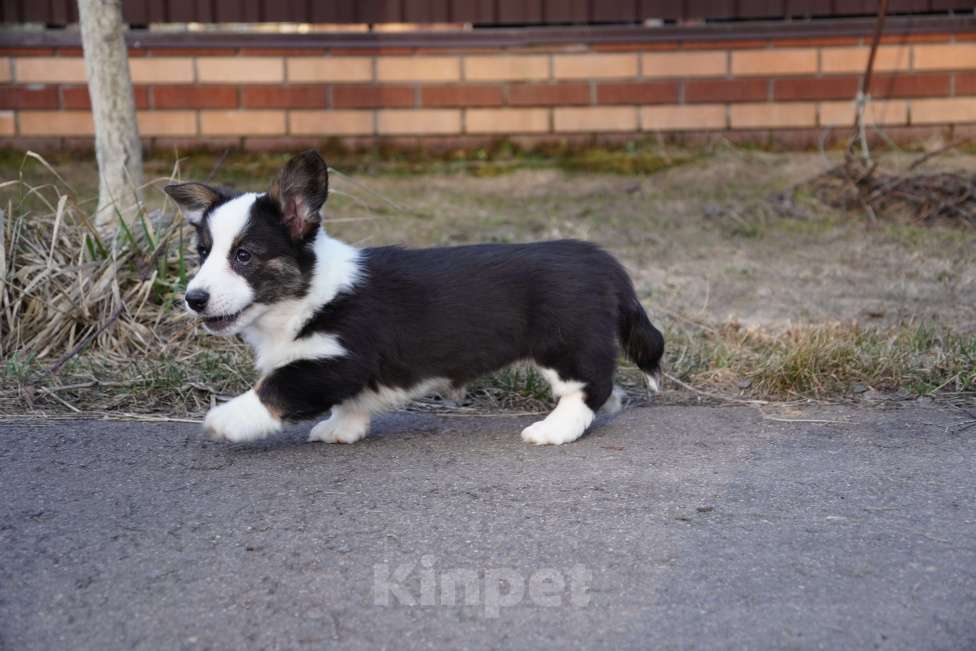 Собаки в Москве: Вельш Корги Кардиган Девочка, 50 000 руб. - фото 4