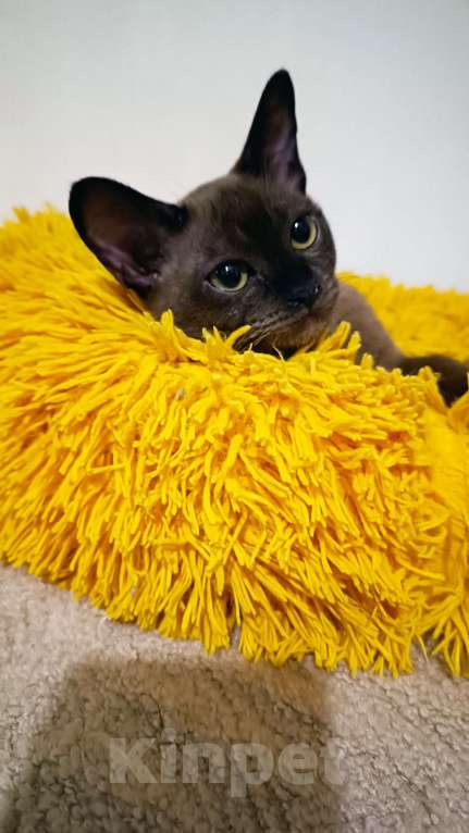 Кошки в Ростове-на-Дону: Кошечка европейской Бурмы  Девочка, 65 000 руб. - фото 10