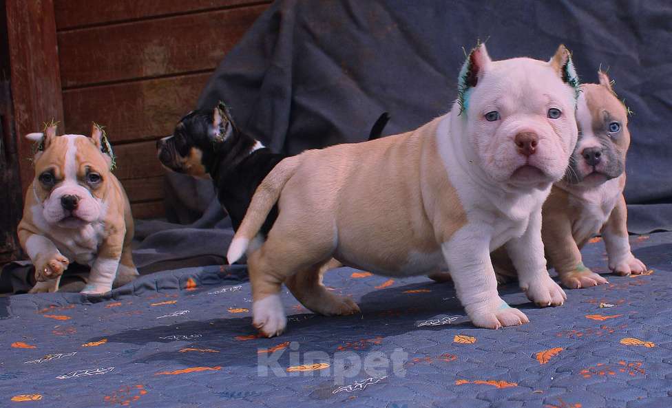 Собаки в Москве: Подрастают. Бульки Разнополые, 70 000 руб. - фото 5