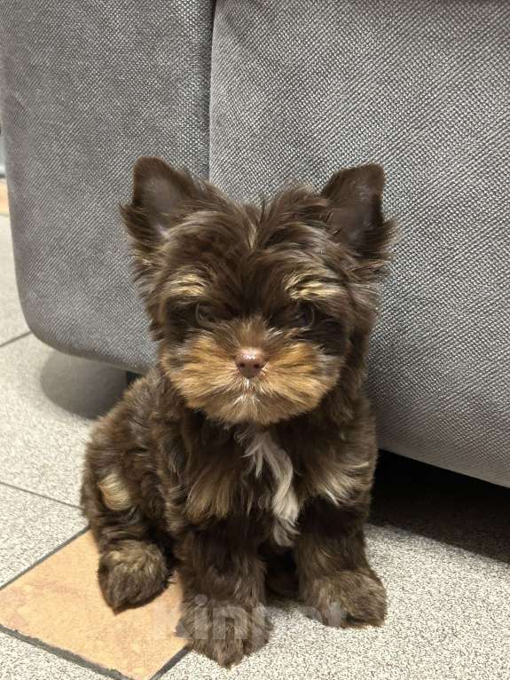 Собаки в Люберцах: Продаю щенка цветного йоркширского терьера Девочка, 30 000 руб. - фото 2