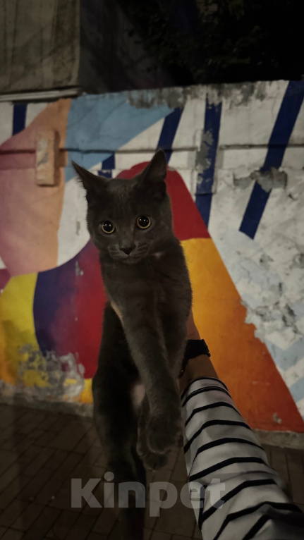 Кошки в Самаре: Найден домашний котенок Мальчик, Бесплатно - фото 1