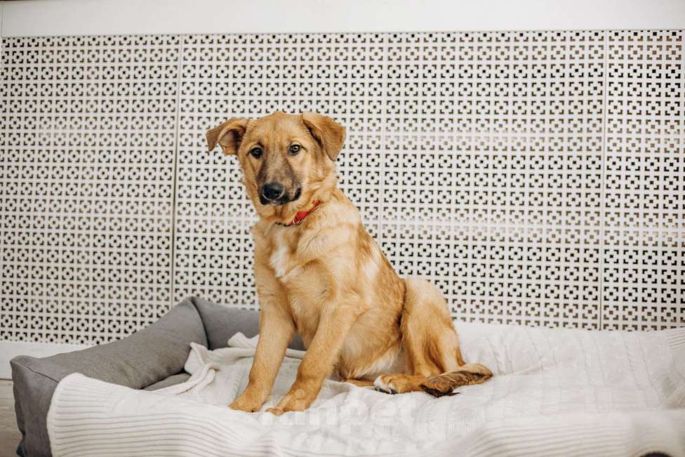 Собаки в Москве: Щенок бесплатно в Москве Девочка, Бесплатно - фото 6