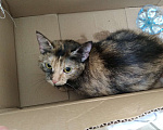 Кошки в Самаре: 07.03.24 найдена кошка на ул. Артёмовская 14 Девочка, Бесплатно - фото 2