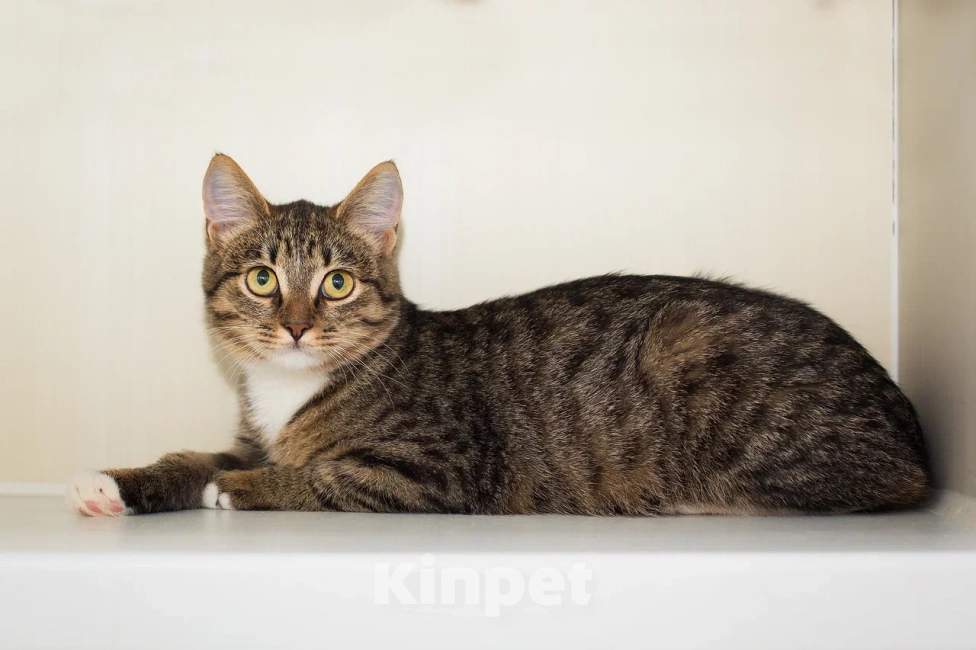 Кошки в Москве: Ласковая котенок Лапка ищет семью Девочка, Бесплатно - фото 2