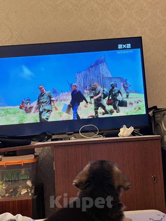 Собаки в Санкт-Петербурге: Немецкая овчарка отдается в добрые руки  Мальчик, Бесплатно - фото 2