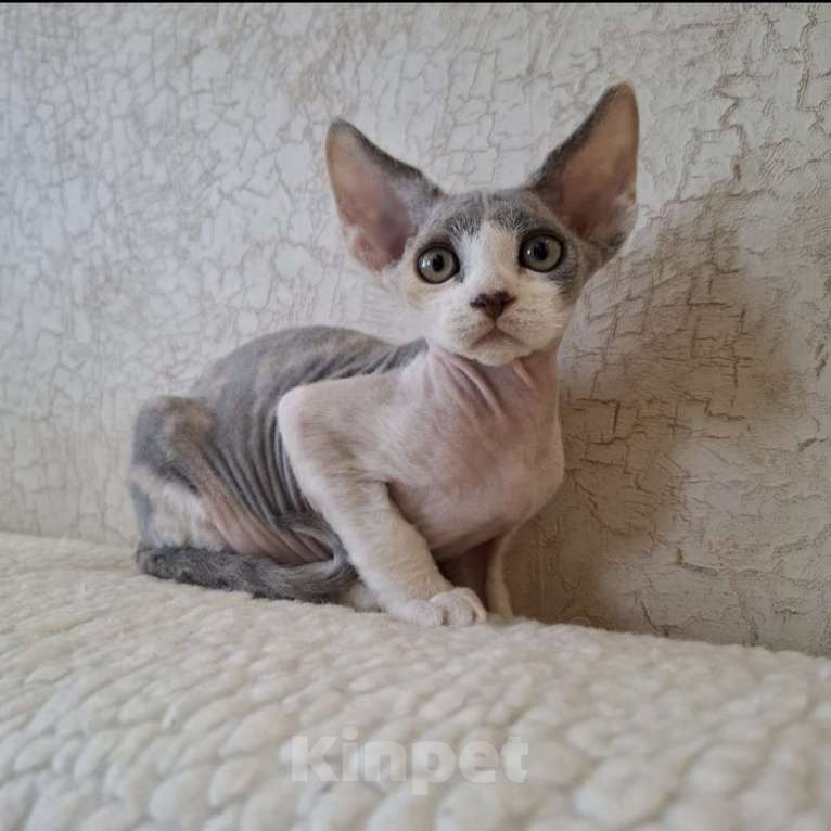 Кошки в Люберцах: Девочка девон-рекс  Девочка, 65 000 руб. - фото 1