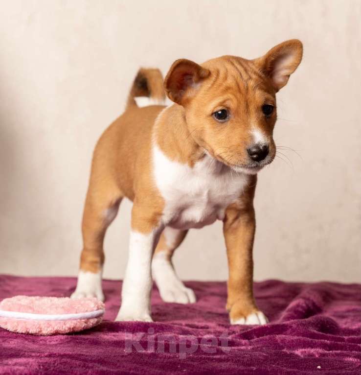 Собаки в Санкт-Петербурге: Щенок басенджи Мальчик, Бесплатно - фото 3