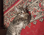Кошки в Москве: Котята от домашней кошки в добрые руки Мальчик, Бесплатно - фото 10