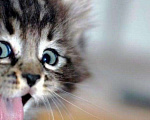 Кошки в Кстово: Котята, Бесплатно - фото 1