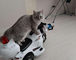 Кошки в Чебоксарах: Кот для связки, 1 000 руб. - фото 4