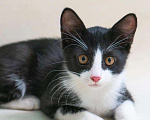 Кошки в Реутове: Котёнок Рикки ищет дом!  Мальчик, Бесплатно - фото 1