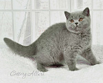 Кошки в Санкт-Петербурге: Британские голубые котята Девочка, 35 000 руб. - фото 4