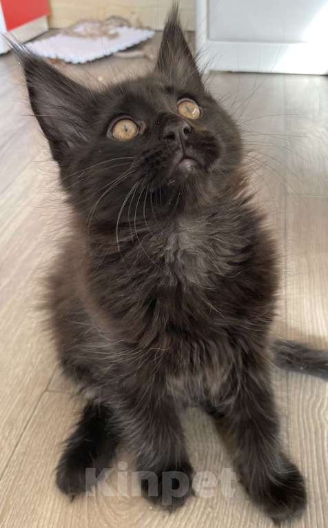 Кошки в других городах Приморского края: Шикарные котята Мальчик, 25 000 руб. - фото 5