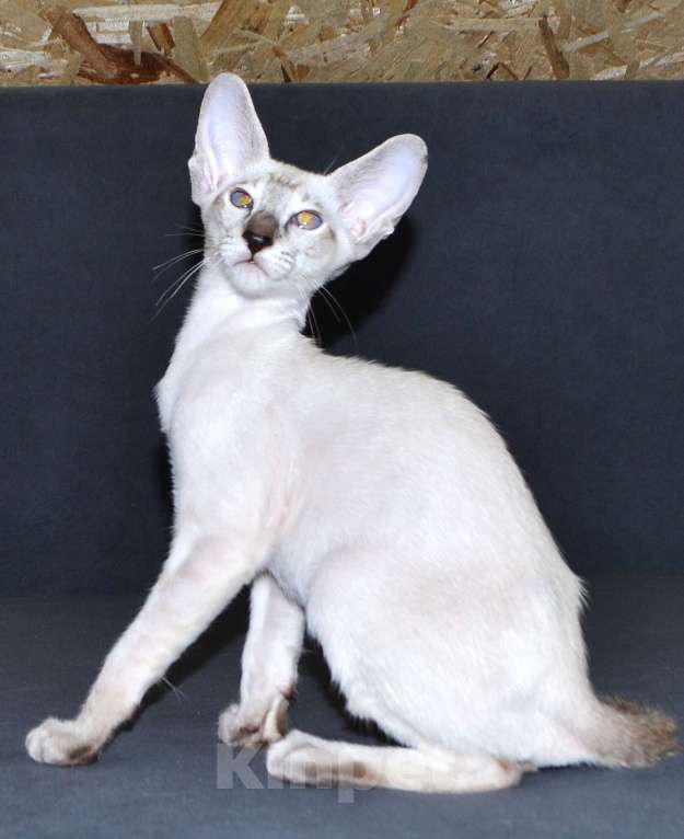 Кошки в Глазове: Хантер Мальчик, 25 000 руб. - фото 5