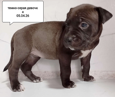 Американский питбультерьер щенок девочка