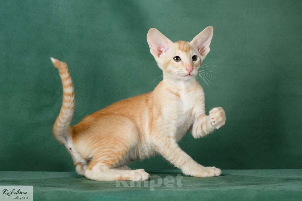 Кошки в Москве: Ориентальный котенок Мальчик, 65 000 руб. - фото 6
