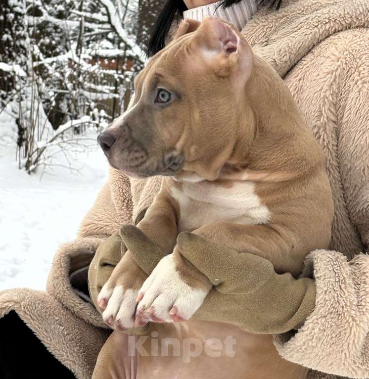 Собаки в других городах Московской области: Американский булли Девочка 2 Девочка, 150 000 руб. - фото 2