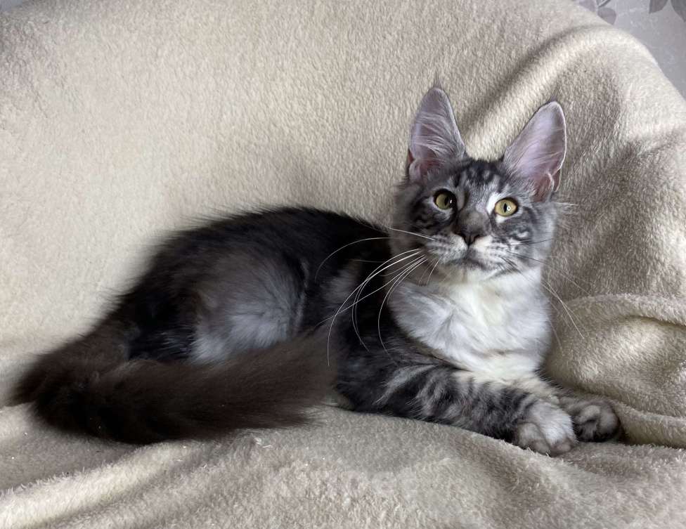 Кошки в Дмитрове: Черная серебристая мраморная девочка мейн кун Roxana Девочка, 30 000 руб. - фото 7