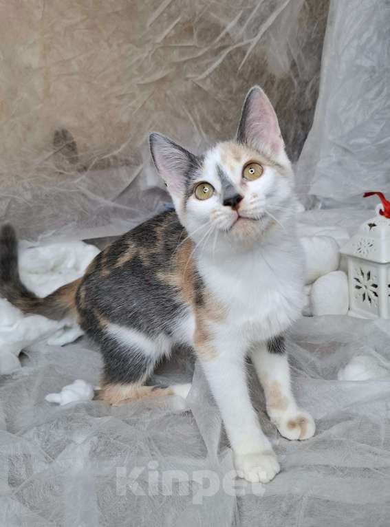 Кошки в Москве: Котёнок с ромбиком на носу в добрые руки  Девочка, Бесплатно - фото 7