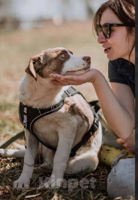 Собаки в Кубинке: Барни из приюта ищет дом. Мальчик, Бесплатно - фото 3