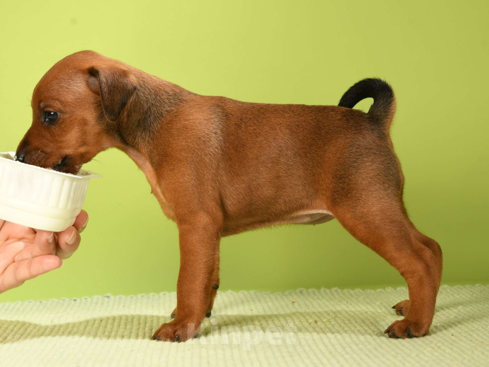 Собаки в Москве: Сука цвергпинчера Девочка, 50 000 руб. - фото 1