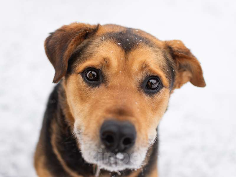 Собаки в Москве: Рона спасли от голодной смерти Мальчик, Бесплатно - фото 3