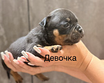 Собаки в Краснодаре: Американский булли Девочка, Бесплатно - фото 1
