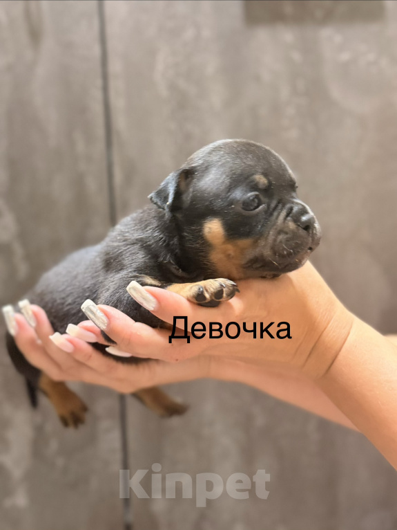 Собаки в Краснодаре: Американский булли Девочка, Бесплатно - фото 1