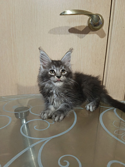 Котёнок Мейн кун Космос