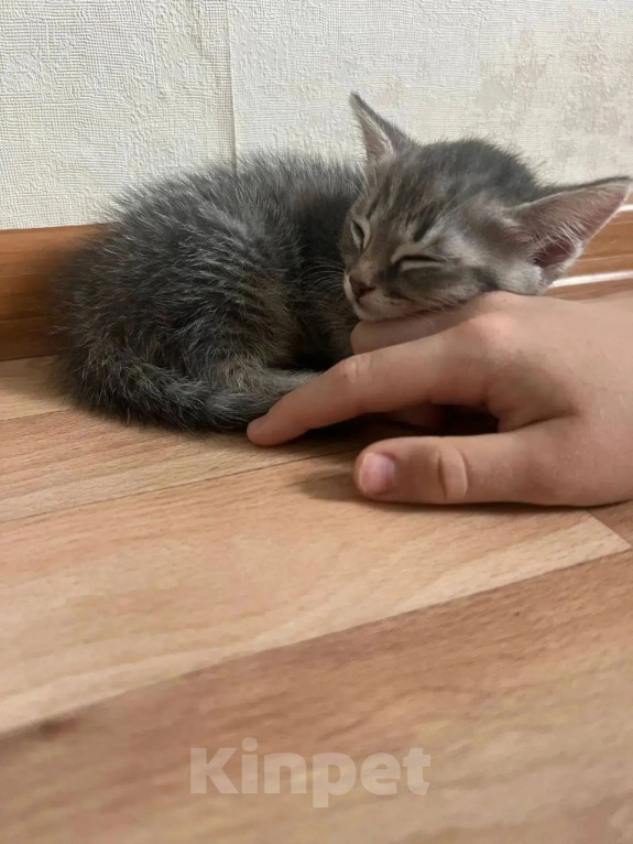 Кошки в Красноярске: Отдам котёнка в добрые руки Девочка, Бесплатно - фото 2