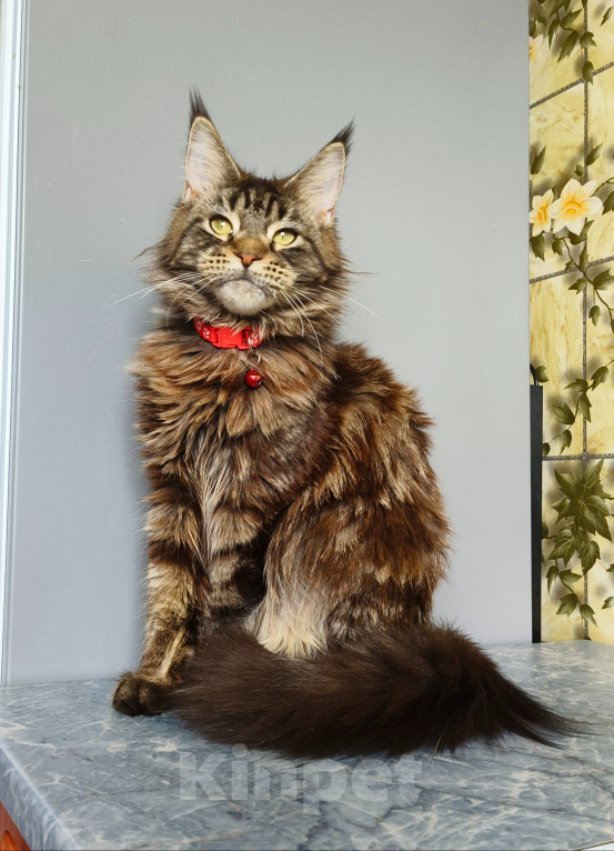 Кошки в Москве: Котёнок Мейн-кун Девочка Девочка, 40 000 руб. - фото 5