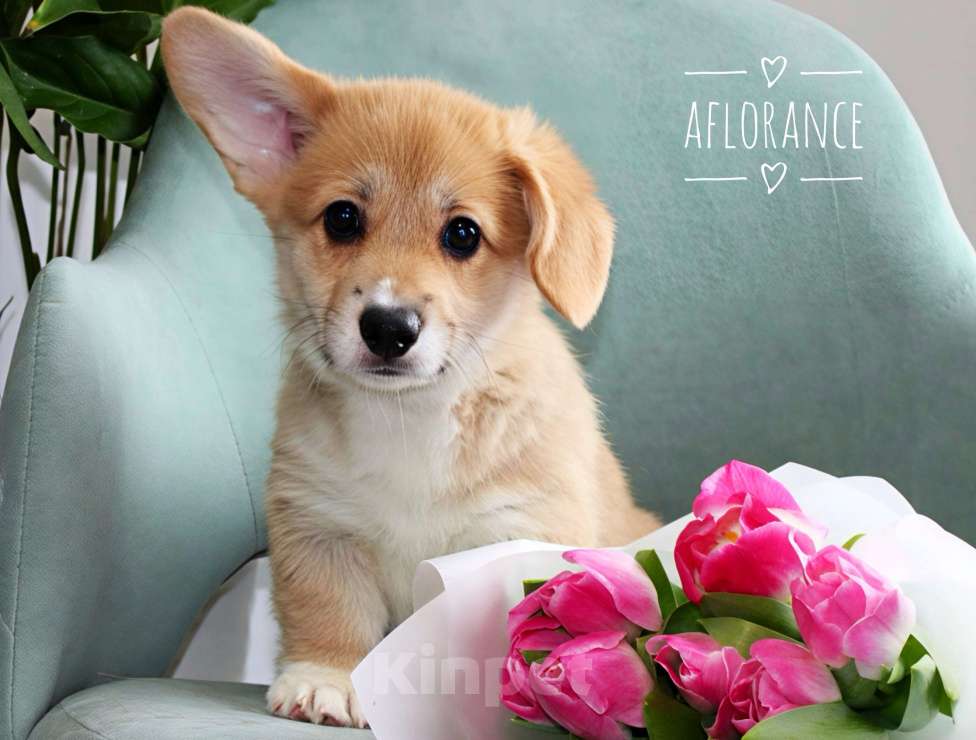 Собаки в Санкт-Петербурге: Щенок вельш корги пемброк Девочка, 70 000 руб. - фото 2