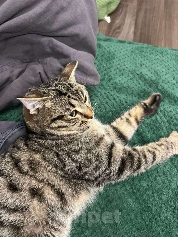 Кошки в Москве: Малыш Квант Мальчик, Бесплатно - фото 10