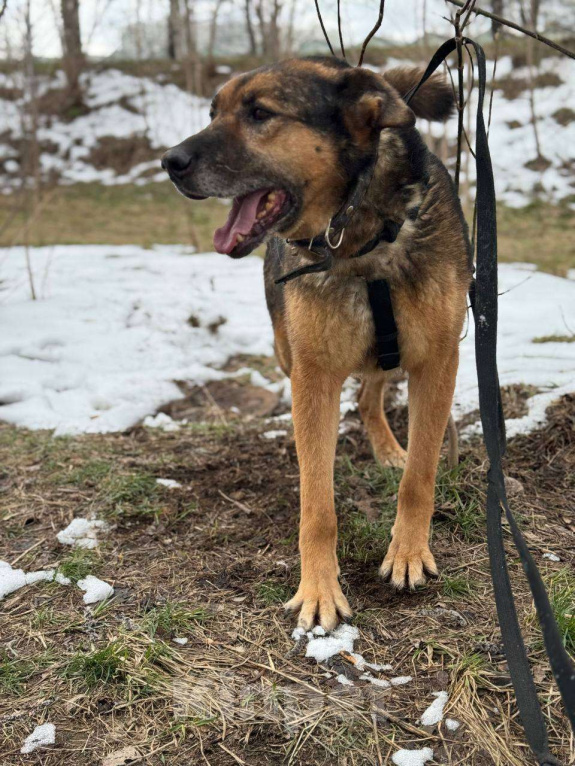 Собаки в Москве: Большой не значит смелый Мальчик, Бесплатно - фото 2