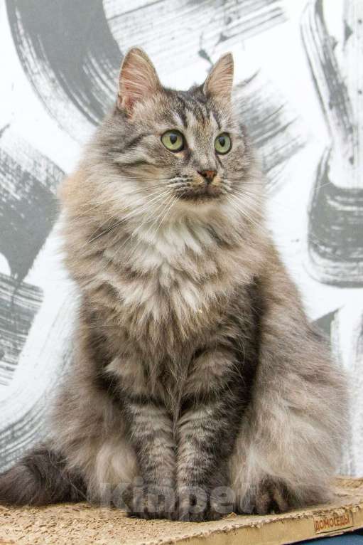 Кошки в Москве: Ищут свою семью два "пушистых облака", братик и сестренка, Тиль и Шарлотта нуждаются в доме!  Мальчик, Бесплатно - фото 4