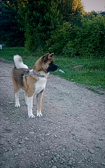 Продаются