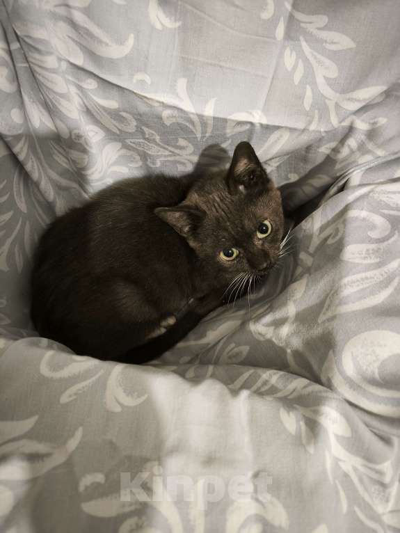 Кошки в Санкт-Петербурге: Очень шилопопопый мальчик Мальчик, Бесплатно - фото 4
